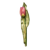 Anna Weatherley Anna's Tulips | Gracious Style
