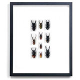 Pheromone by Christopher Marley Insect Art -  | Gracious Style