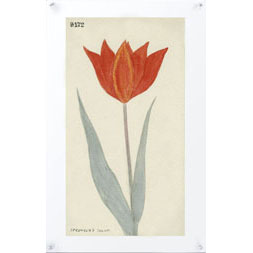 Hubbard Flower 8172 | Gracious Style