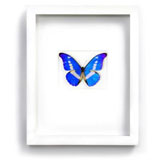 Christopher Marley Insect Art -  Morpho Helena | Gracious Style