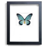 Christopher Marley Insect Art -  Swallowtail Butterflies | Gracious Style