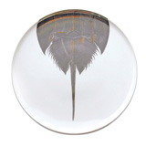 Horseshoe Crabs Serving Platters by Caskata | Gracious Style