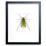 Christopher Marley Insect Art - Corporalis Giant Kaytdid | Gracious Style